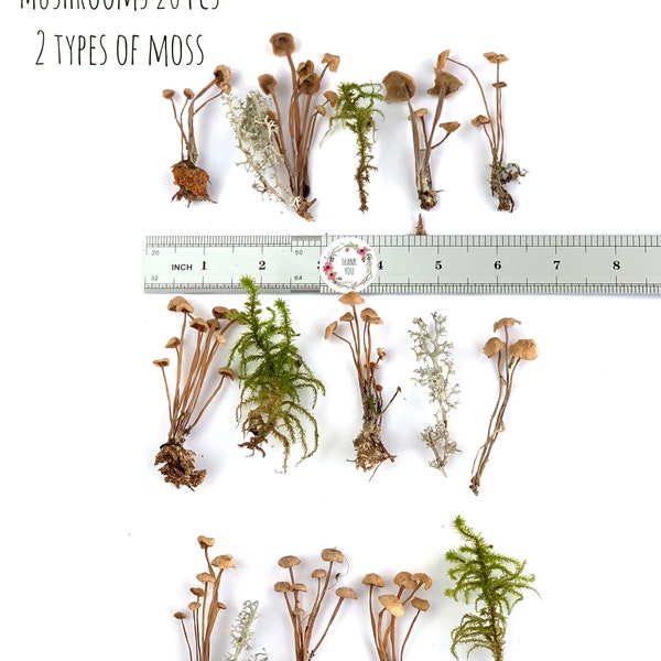 Dried mushrooms set 20 pcs Mini mushrooms Small fungus Tiny mushrooms Moss mushrooms for Resin jewelry Crafts fairy mini garden Terrarium