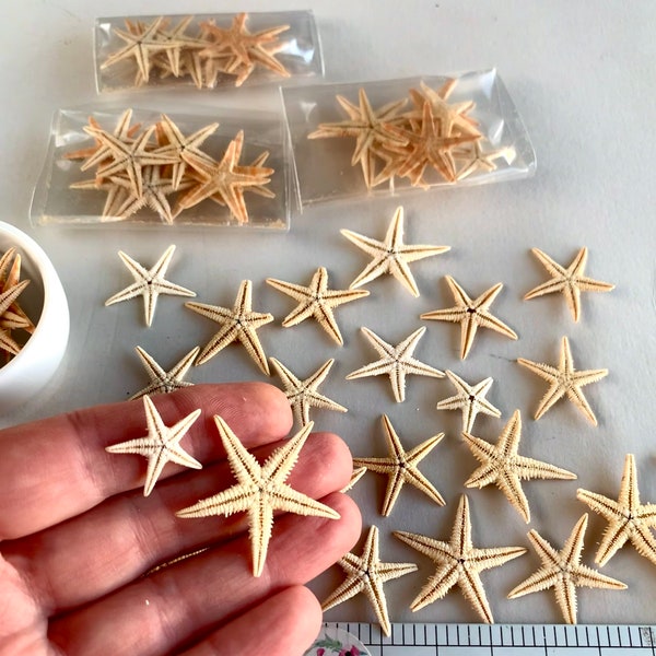 Big sea stars Smallest starfish for resin jewelry making Sea stars Beach mini Shells Natural sea craft supply Sea terrarium kit Resin mini