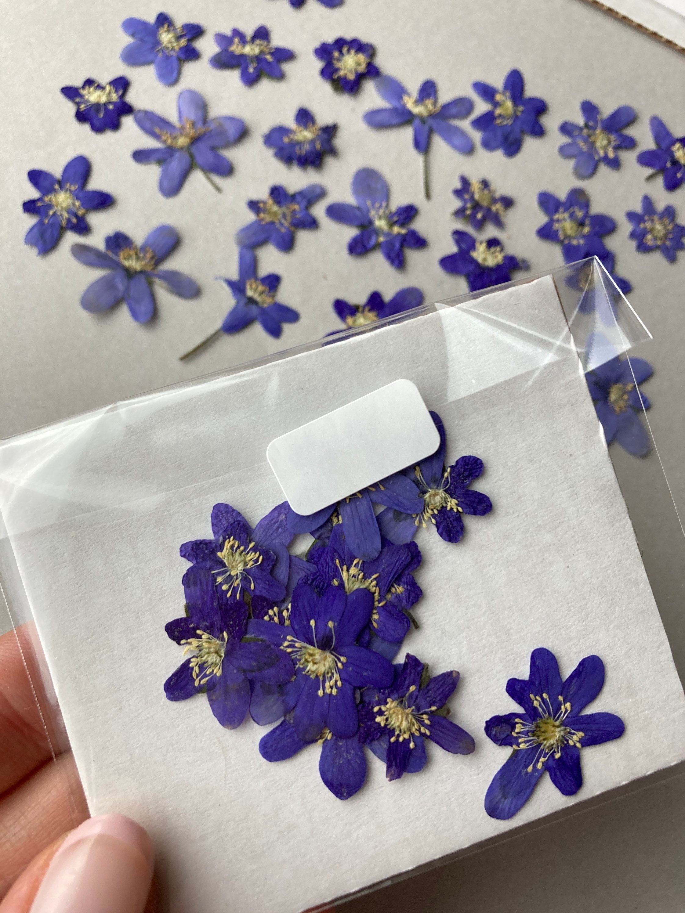 Blue dried flowers 10/20 pcs Blue pressed hepatica Spring blue Etsy
