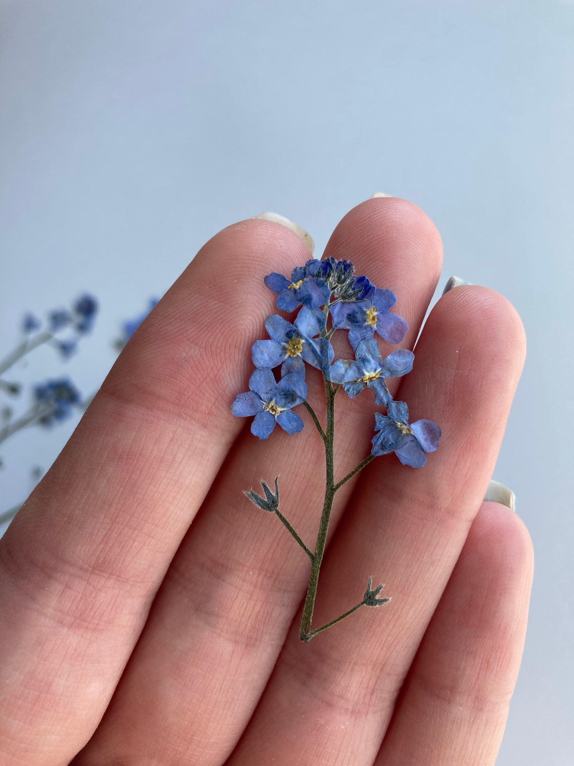 me nots pressed Pressed blue flowers Dried me Etsy