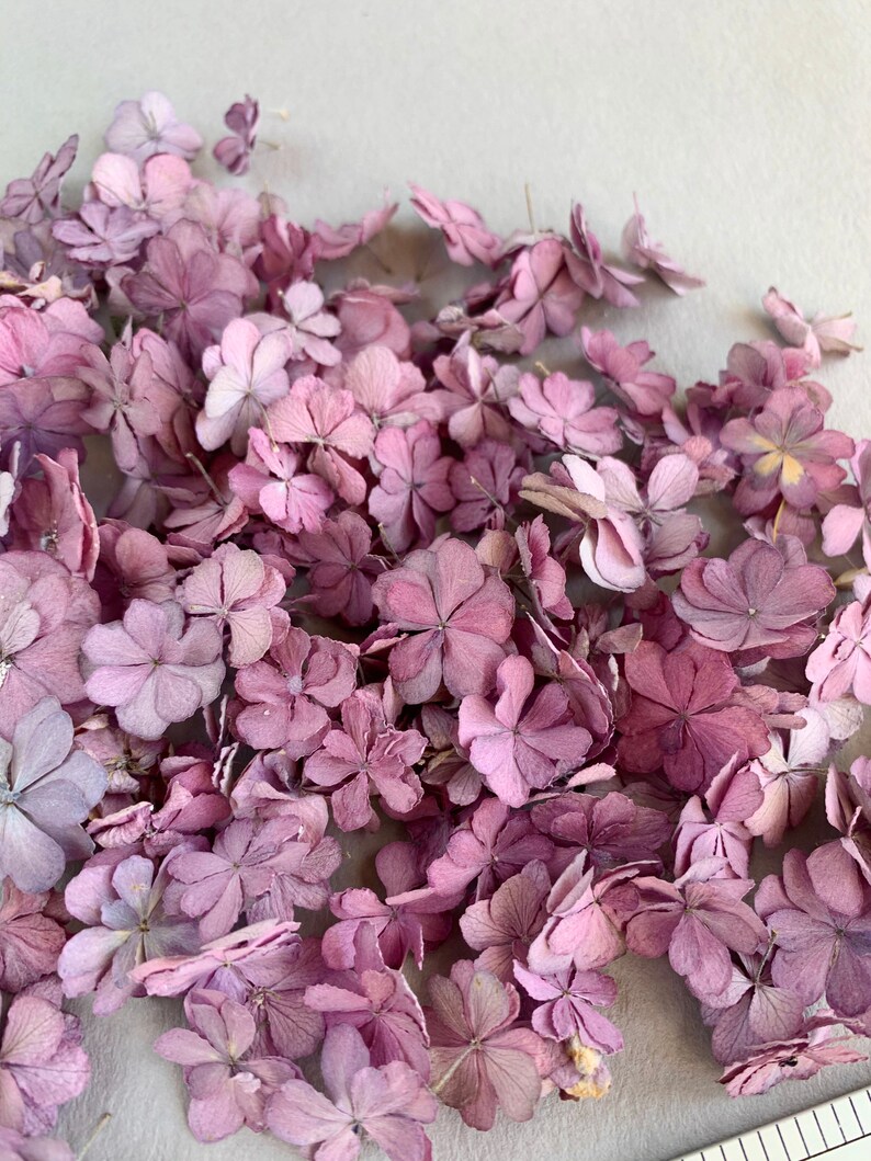 Dried hydrangea Dried purple hydrangea Real dried flowers For Etsy