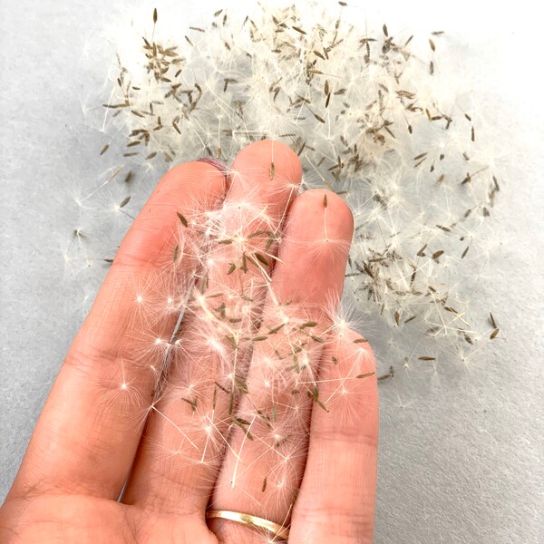 300/500 piezas Semillas de diente de león con mechones Flores pequeñas para la fabricación de joyas Flores para resina Semillas para joyería de resina Semillas de diente de león gris secas