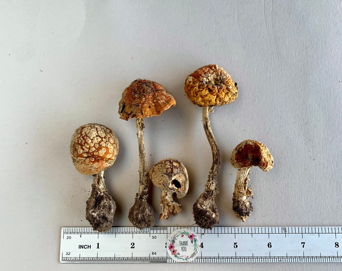 Dried Mushrooms for Resin Large Natural Mini Small Natural Mushrooms