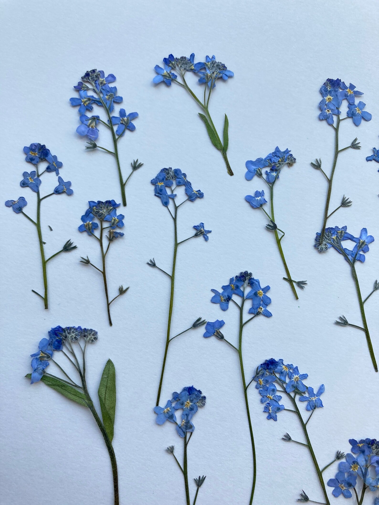 me nots pressed Pressed blue flowers Dried me Etsy
