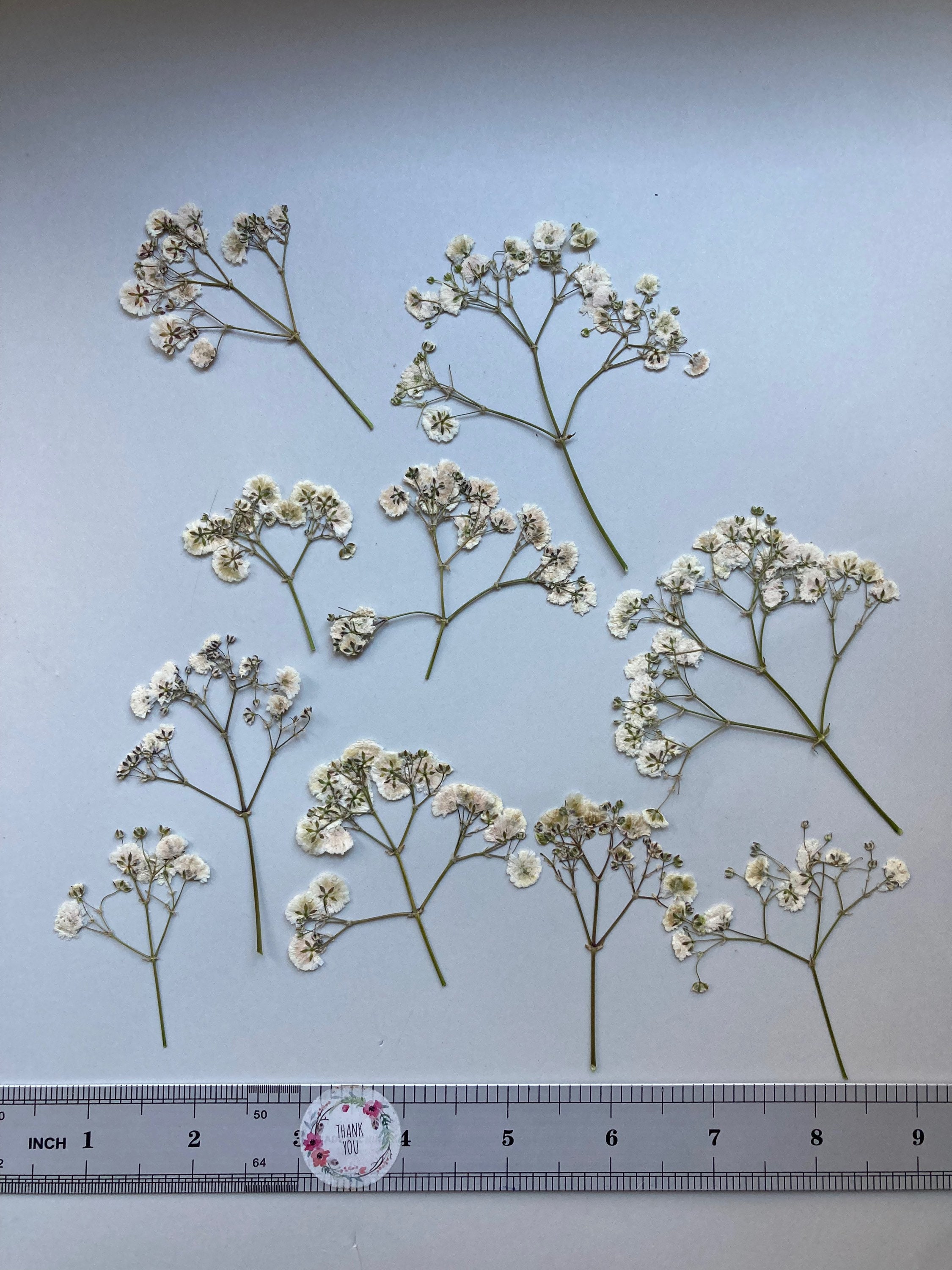 Naturally Dried Baby's Breath for Decor, Flower Arrangments, Resin Art or  Props – Champs Fleur