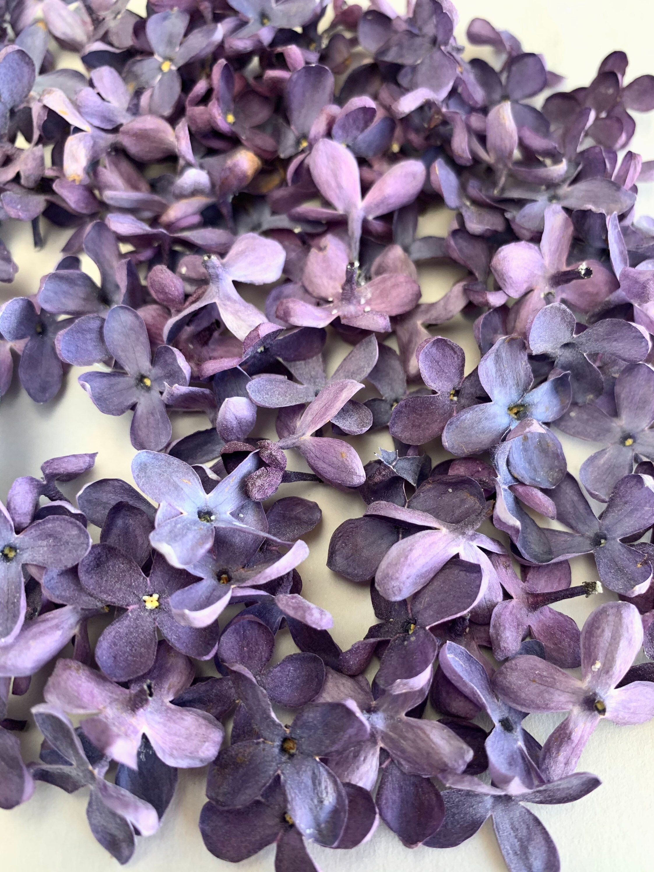 Lilac dried flowers Purple pressed flowers 10/20/30 pcs Etsy