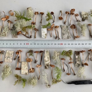 Puede incluir: Un surtido de pequeños hongos marrones con sombreros claros, dispuestos con trozos de corteza de abedul, musgo y una regla marcada en centímetros. Los hongos varían en tamaño y forma.