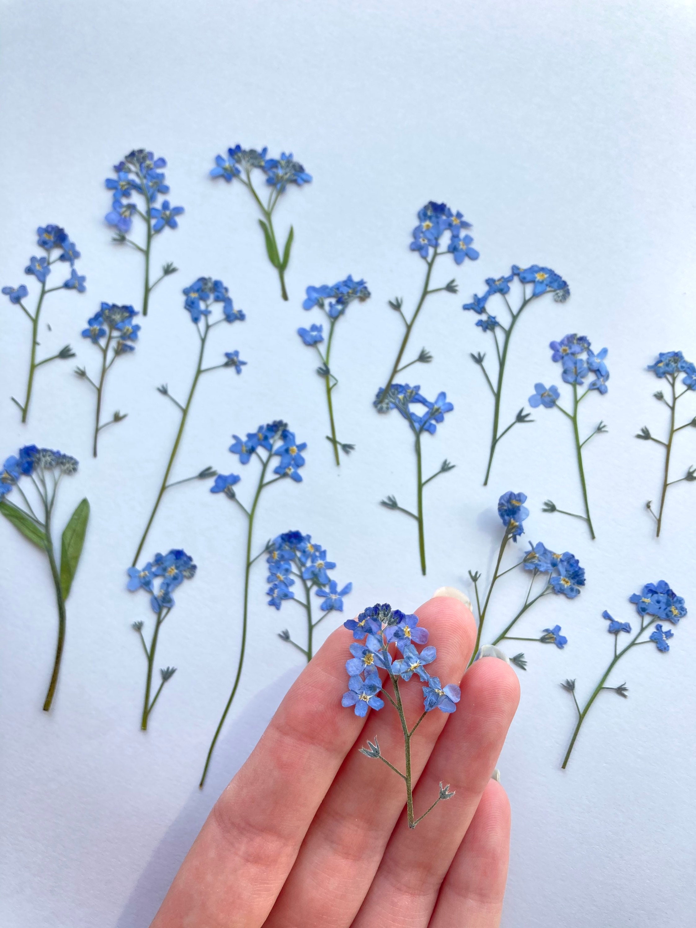 me nots pressed Pressed blue flowers Dried me Etsy