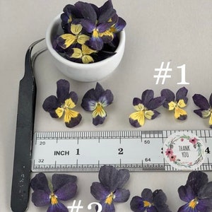 Fleurs séchées pour la fabrication de résine Fleurs sèches jaunes pourpres Petites fleurs séchées Pensées séchées Fleurs pour travaux manuels Fourniture de résine Plantes en résine