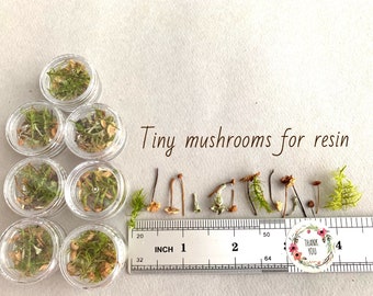 Tiny mushrooms for resin Mini dried mushrooms small Miniature mushrooms art lichen for Resin jewelry Small natural plants for resin Supply