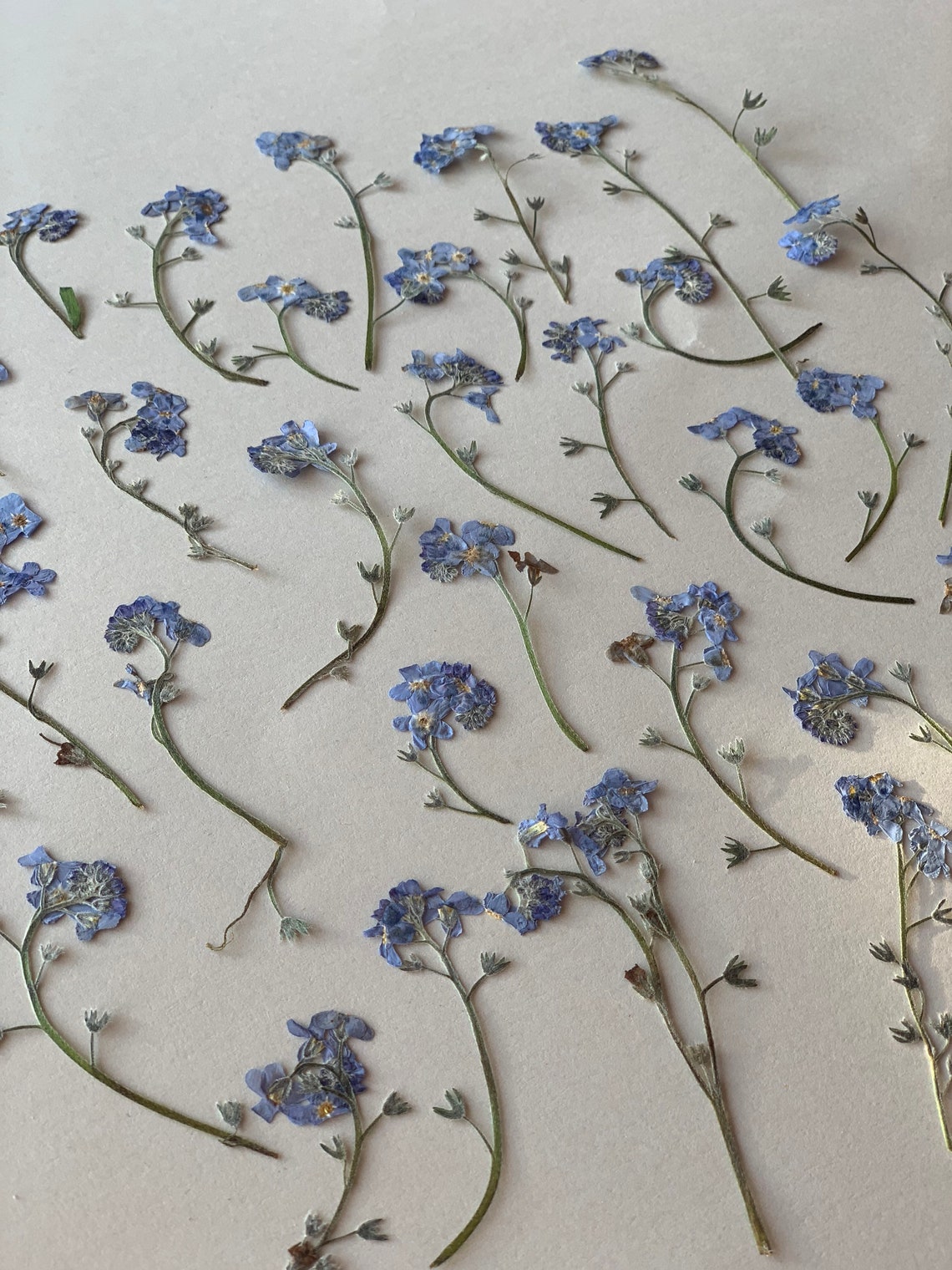 me nots pressed Pressed blue flowers Dried me Etsy