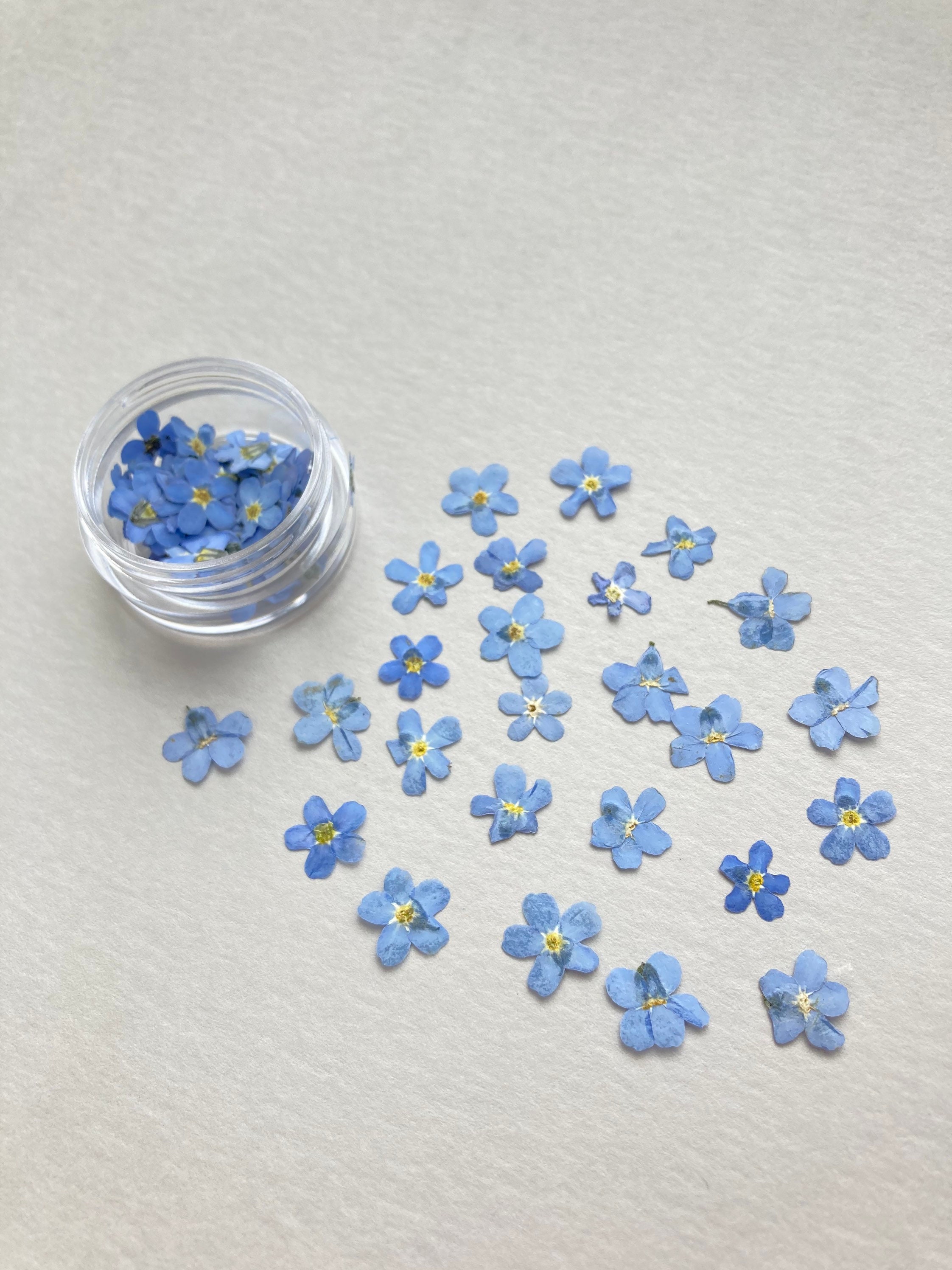 Pressed me nots 25/50 pcs Blue me nots Pressed Etsy