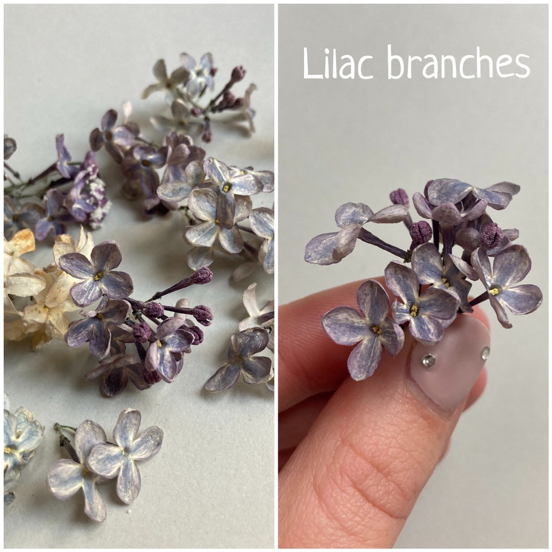 Dried Flowers for Resin Dried Lilacs Branches Purple Lilacs Flowers for