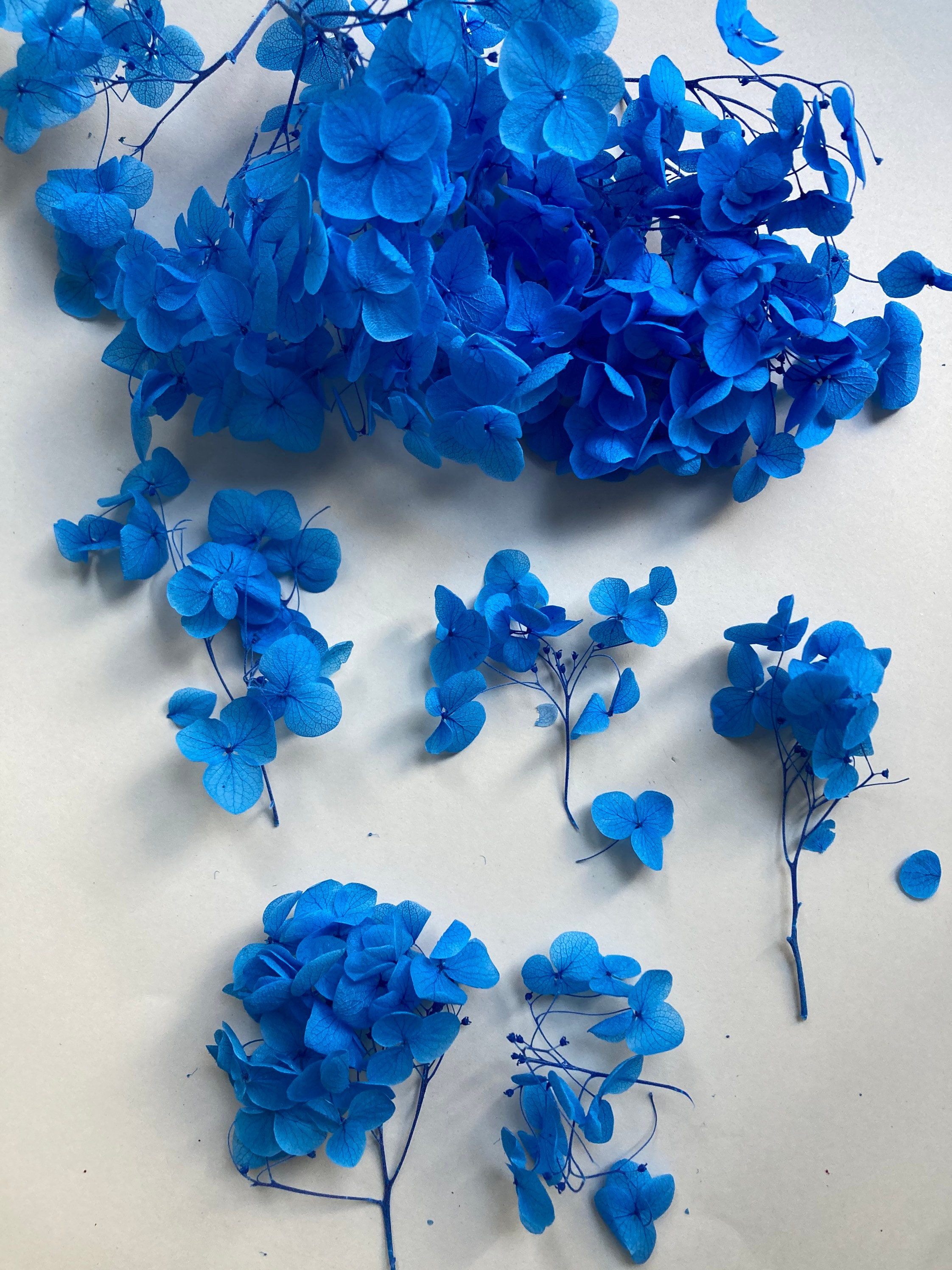 Dried Hydrangea Dried Blue Hydrangea Real Dried Flowers for Etsy