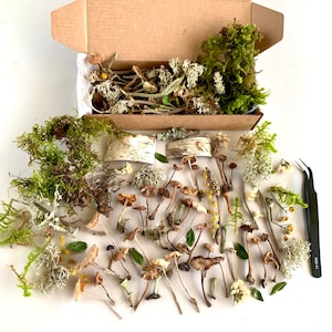 Puede incluir: Una caja llena de setas secas, musgo, líquenes y ramitas. La caja está abierta y el contenido está esparcido sobre una superficie blanca. También hay unas pinzas con el texto "EDM-1" en ellas.