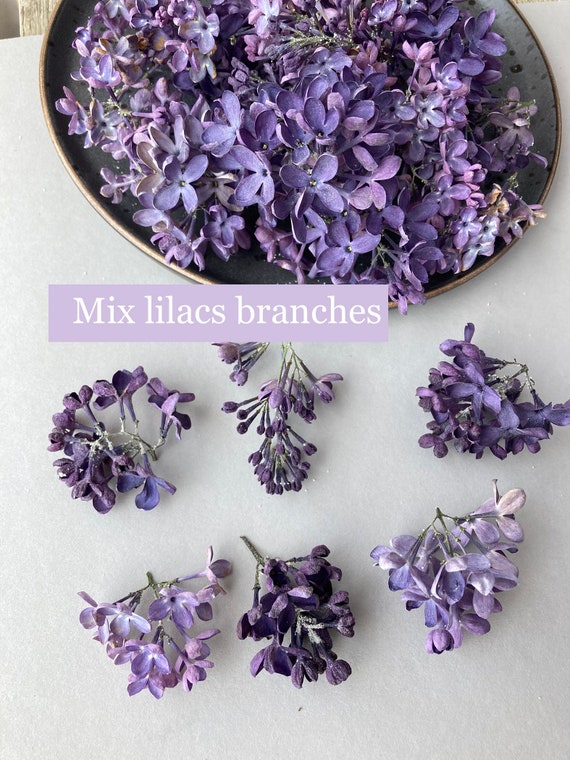 Dried Flowers for Resin Dried Lilacs Branches Purple Lilacs Etsy