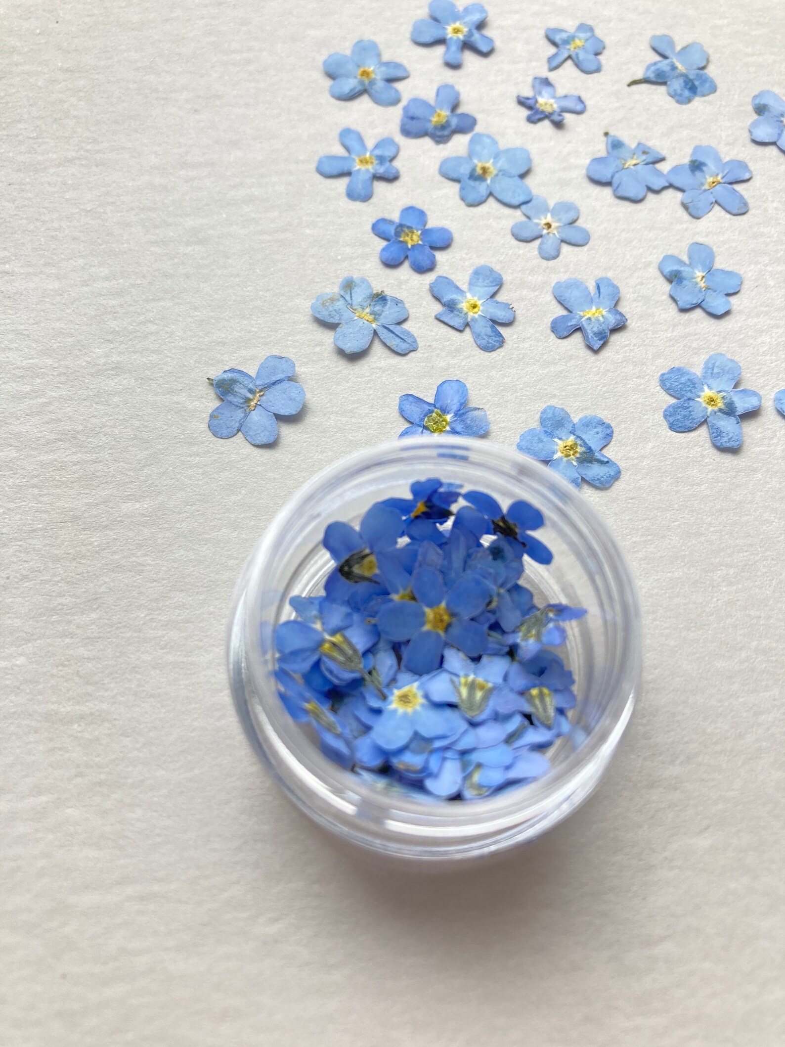 Pressed me nots 25/50 pcs Blue me nots Pressed Etsy