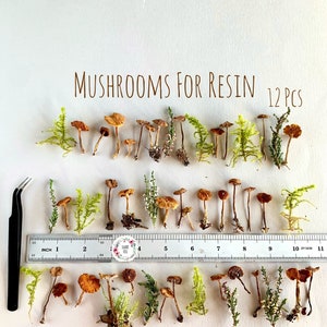 May include: A collection of 12 miniature resin mushrooms, ranging in size from 1 to 1 1/2 inches, with varying shades of brown and yellow. The mushrooms are arranged on a white surface with a ruler for scale.  MUSHROOMS FOR RESIN 12 PCS is written in brown text at the top of the image.