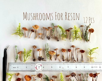 Dried small mushrooms Natural mini garden tiny little fungus Birch bark moss pixie cup for Resin jewelry Rustic decor Crafts fairy