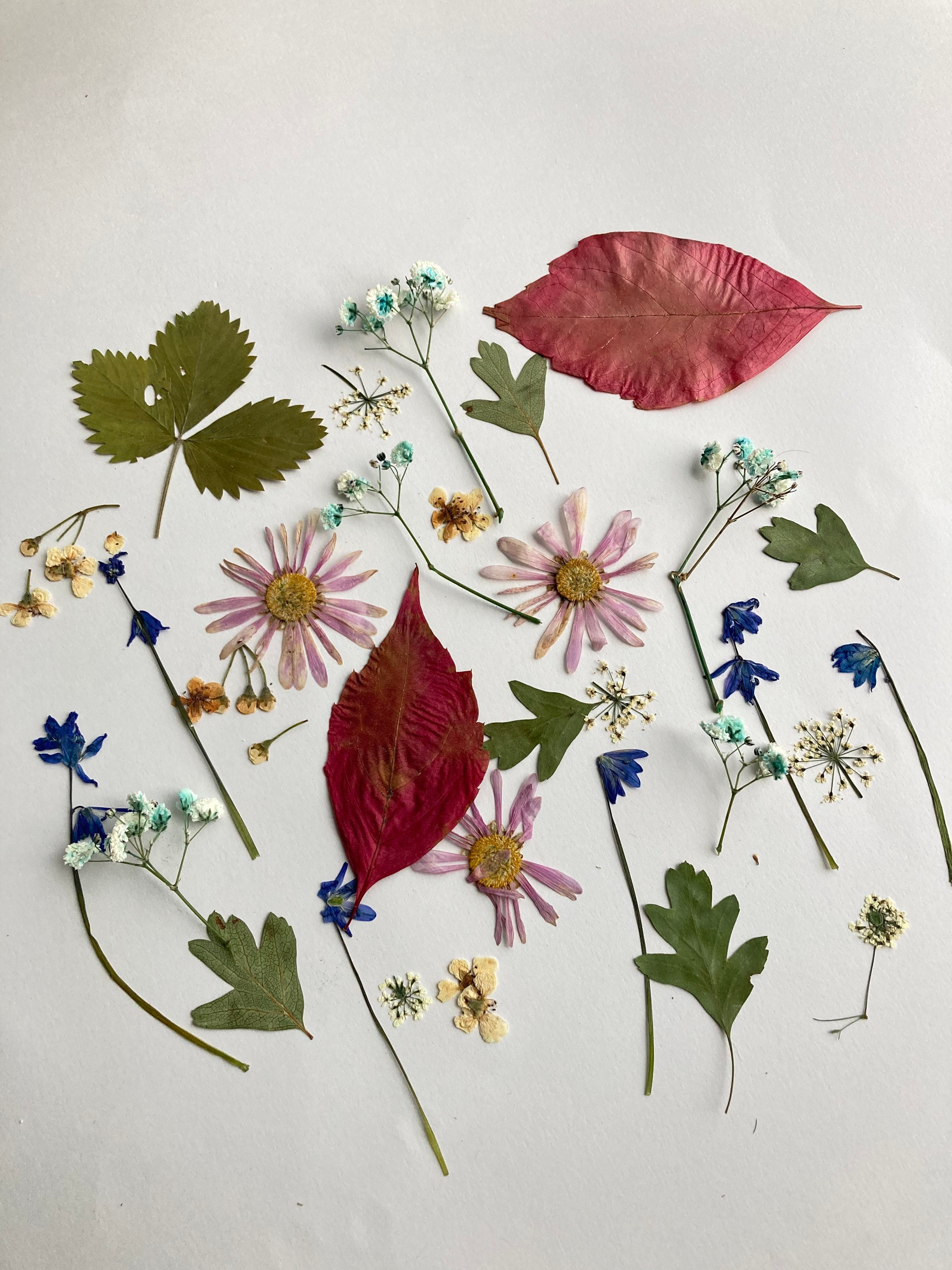 Pressed flowers for resin 25 pcs Pressed Spring flower set Red Etsy
