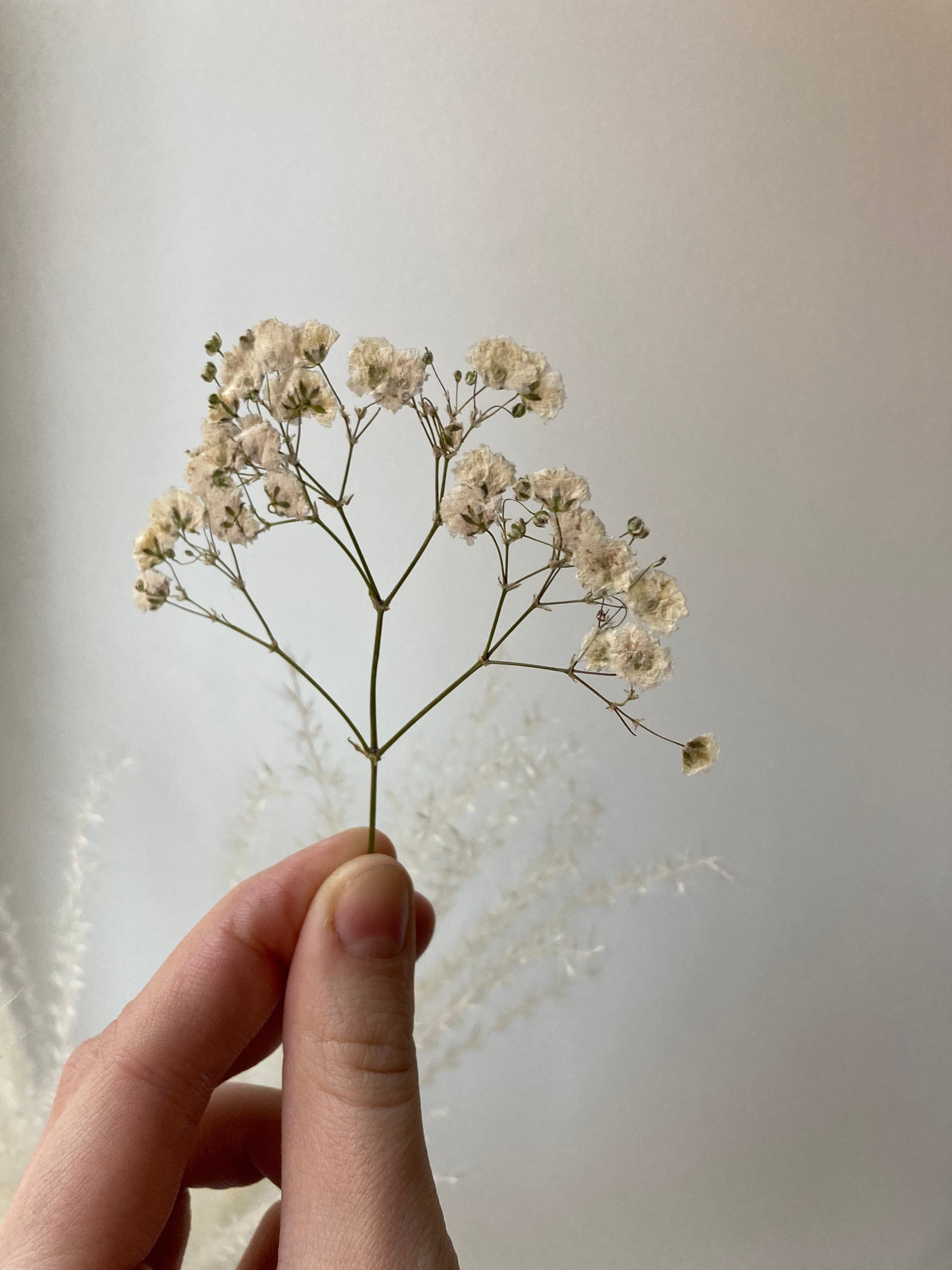  UOKWIWI 16 pcs White Baby's Breath Real Natural Dried Pressed  Flowers for Resin Art Craft DIY