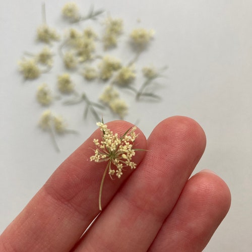 Tiny Flowers for Resin Dried Yellow Flowers Dry Achillea Etsy