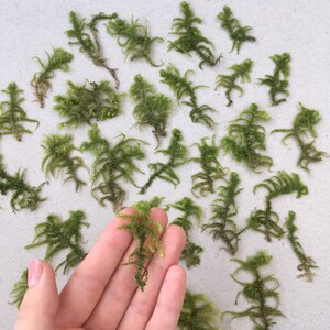 Muschio verde pressato 30 pezzi Piante essiccate Muschio pressato Muschio secco verde Vero muschio essiccato Piante artigianali Muschio pressato naturale Creazione di biglietti