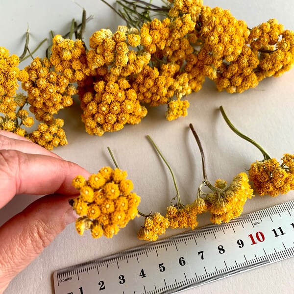 Dried Plants and Flowers Etsy