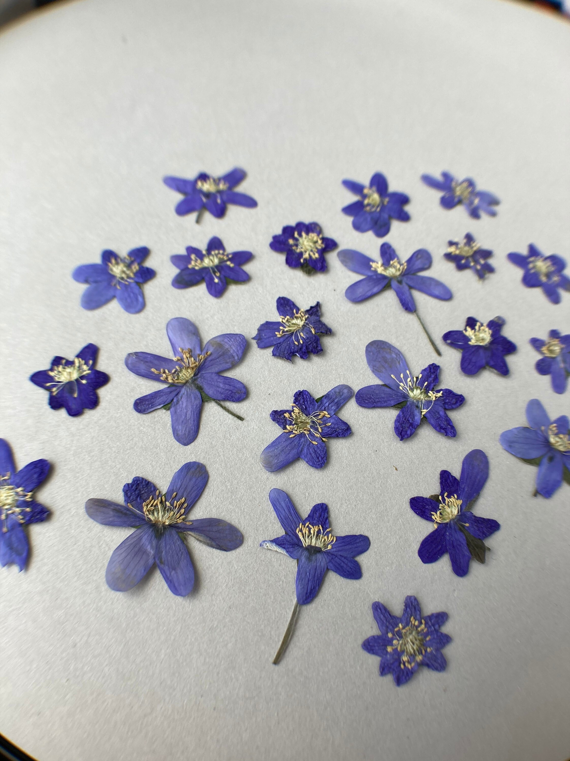Blue dried flowers 10/20 pcs Blue pressed hepatica Spring blue Etsy