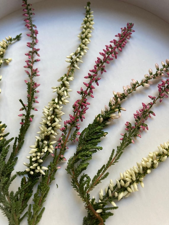 Dried Heather for Resin Heather Branches Tiny Flowers Calluna Mix