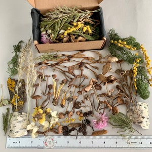 May include: A collection of dried botanicals, including mushrooms, flowers, and grasses, arranged on a white surface with a ruler for scale. The botanicals are in various shades of brown, yellow, white, and pink.