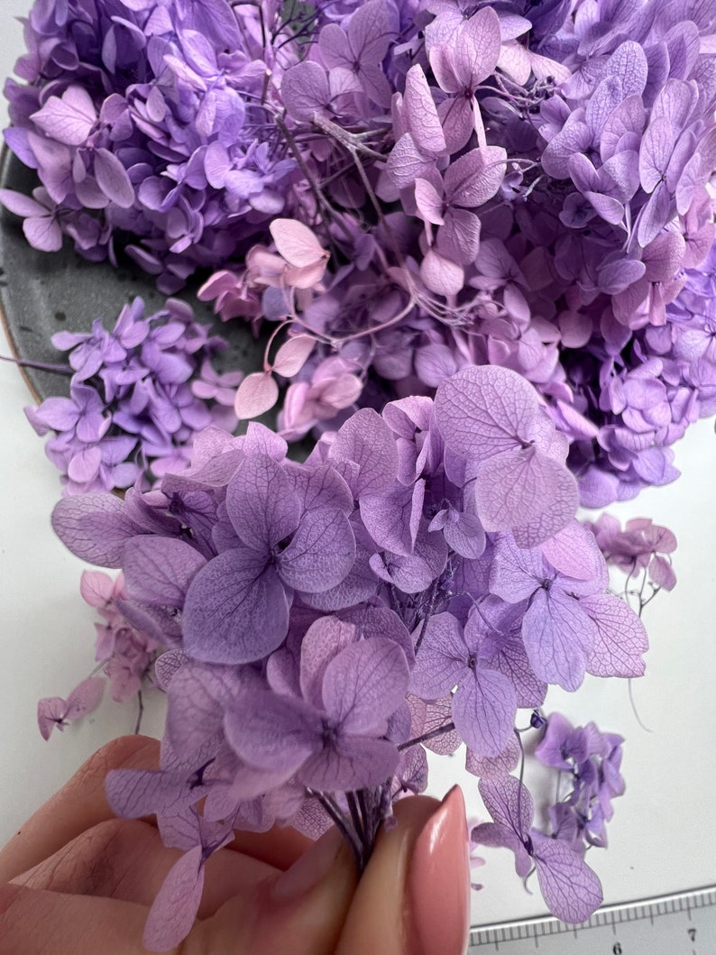 Dried Hydrangea Dried Purple Hydrangea Real Dried Flowers for Etsy