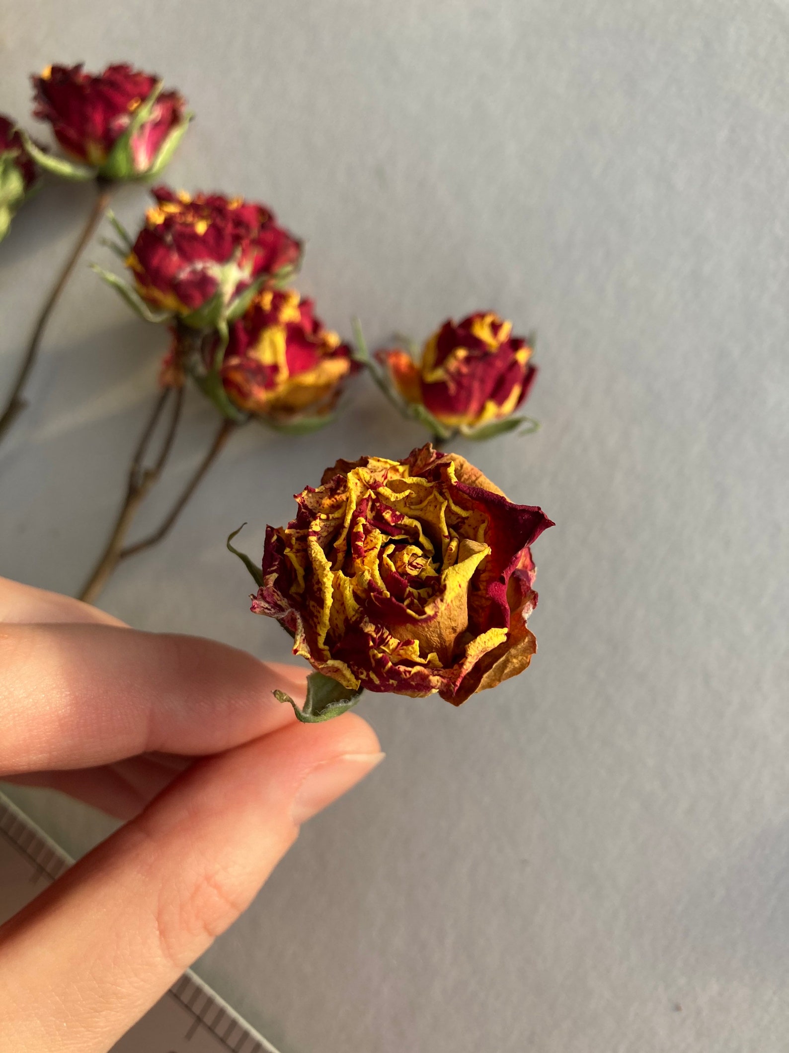 Dried Red Roses Bulk Herbs Dried Flowers Petite Roses Resin Etsy