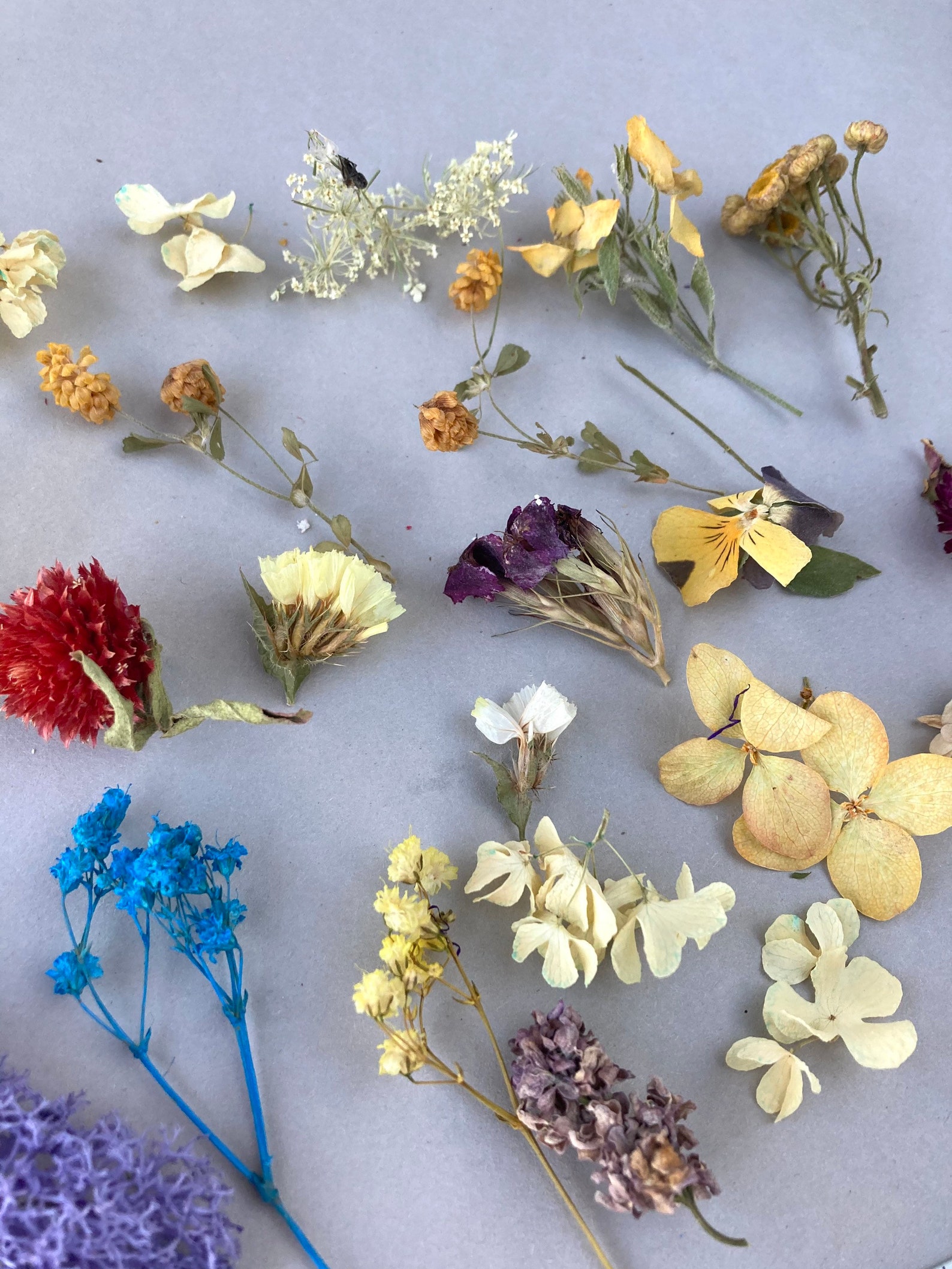 Dried Flowers Mix Tiny Flowers for Resin Dry Flowers for Etsy