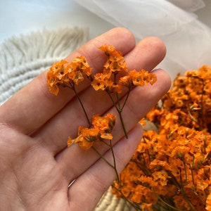 May include: Close-up of dried orange flowers with delicate petals and thin green stems. The flowers are held in a hand, with more flowers in the background. The flowers have a natural, rustic appearance.