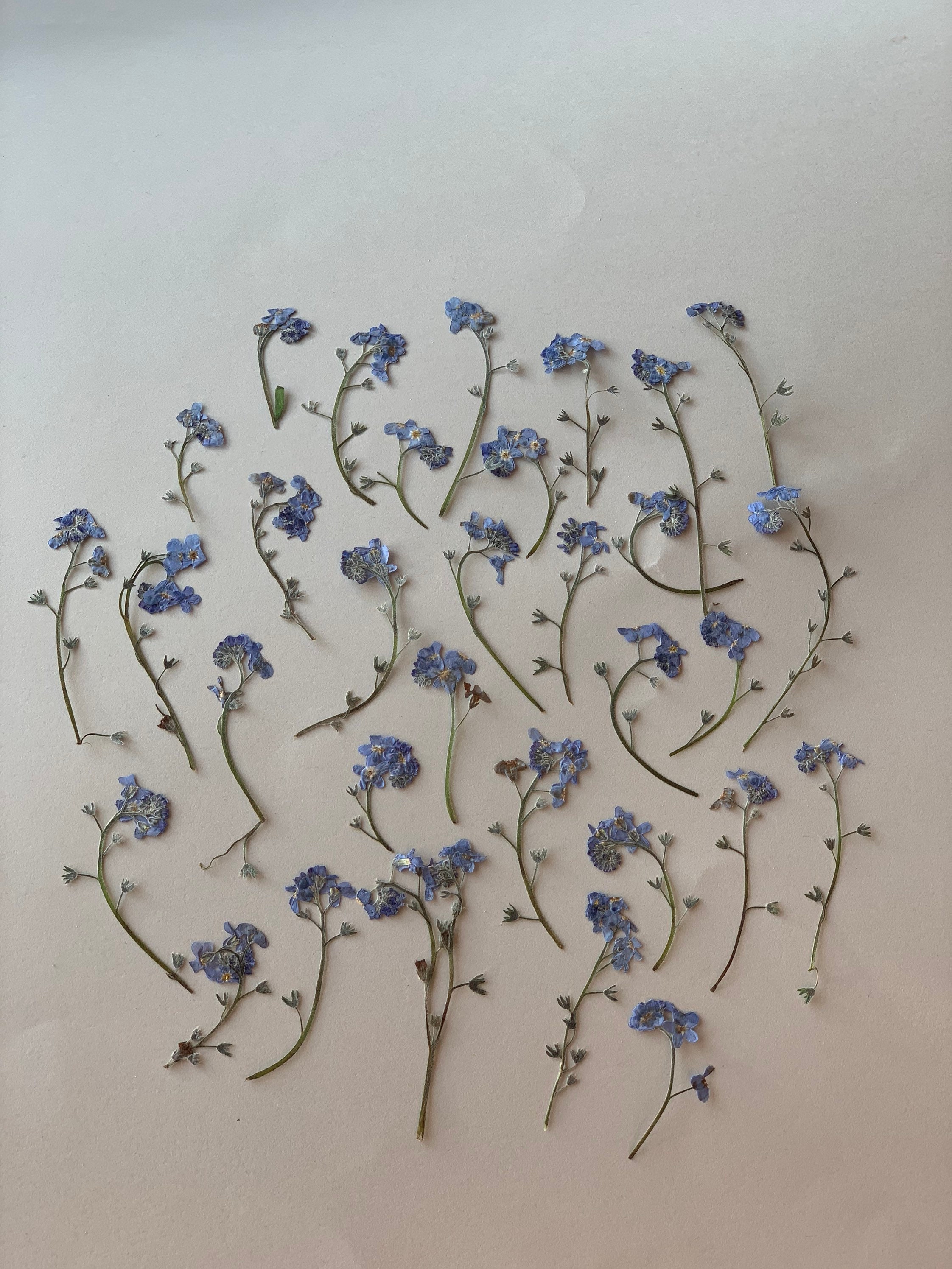 Me Nots Pressed Pressed Blue Flowers Dried Me Etsy Norway