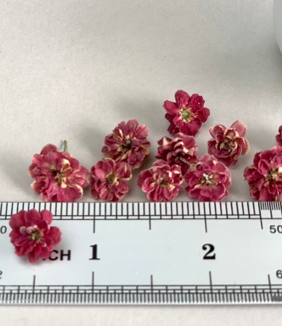 Piccoli fiori rosa secchi per gioielli in resina Piccoli fiori secchi  Piante in resina Fiori secchi Piccoli fiori per resina epossidica Fiori  rossi secchi di candele -  Italia