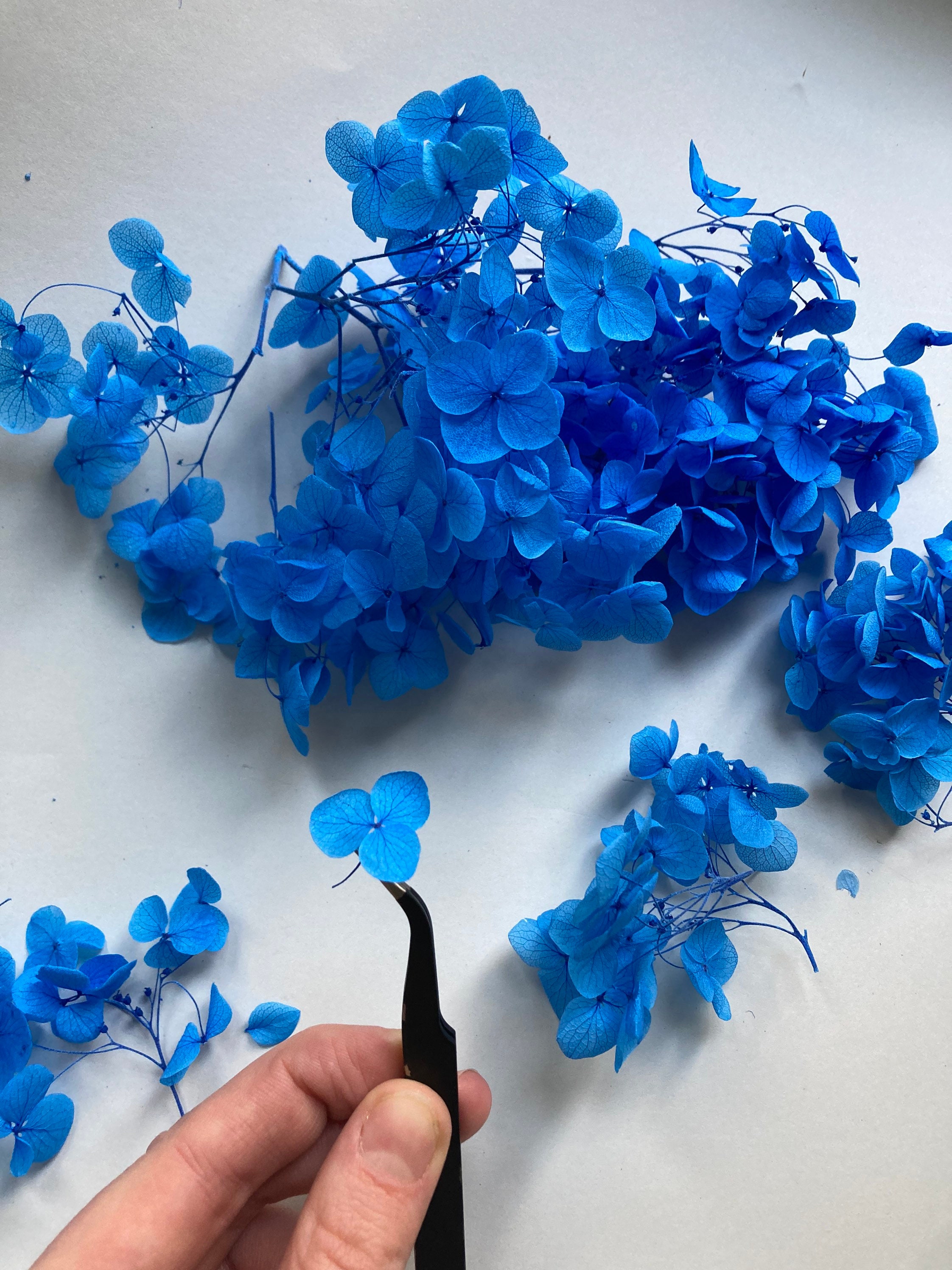 Dried Hydrangea Dried Blue Hydrangea Real Dried Flowers for Etsy