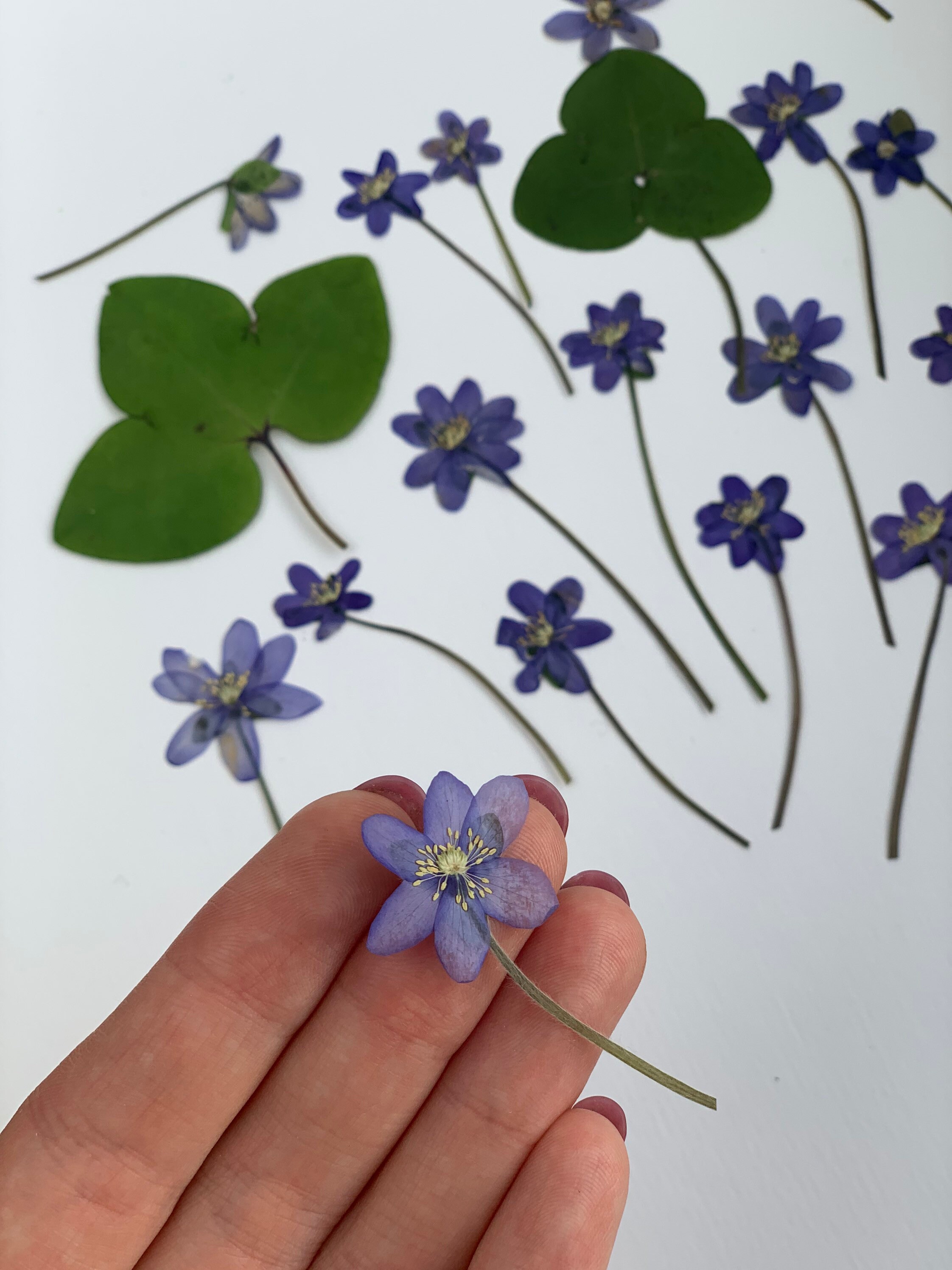 Blue dried flowers 20 pcs Blue pressed flowers Spring blue Etsy