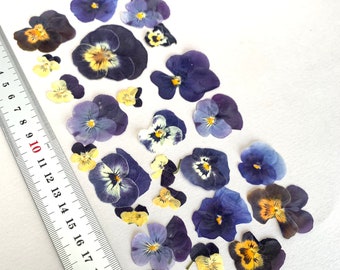 25 stuks Kleine bloemen voor hars sieraden, Gedroogde Altviool, geperste viooltjes, echte gedroogde bloemen voor hars sieraden, viooltjes, herbarium kunst aan de muur,