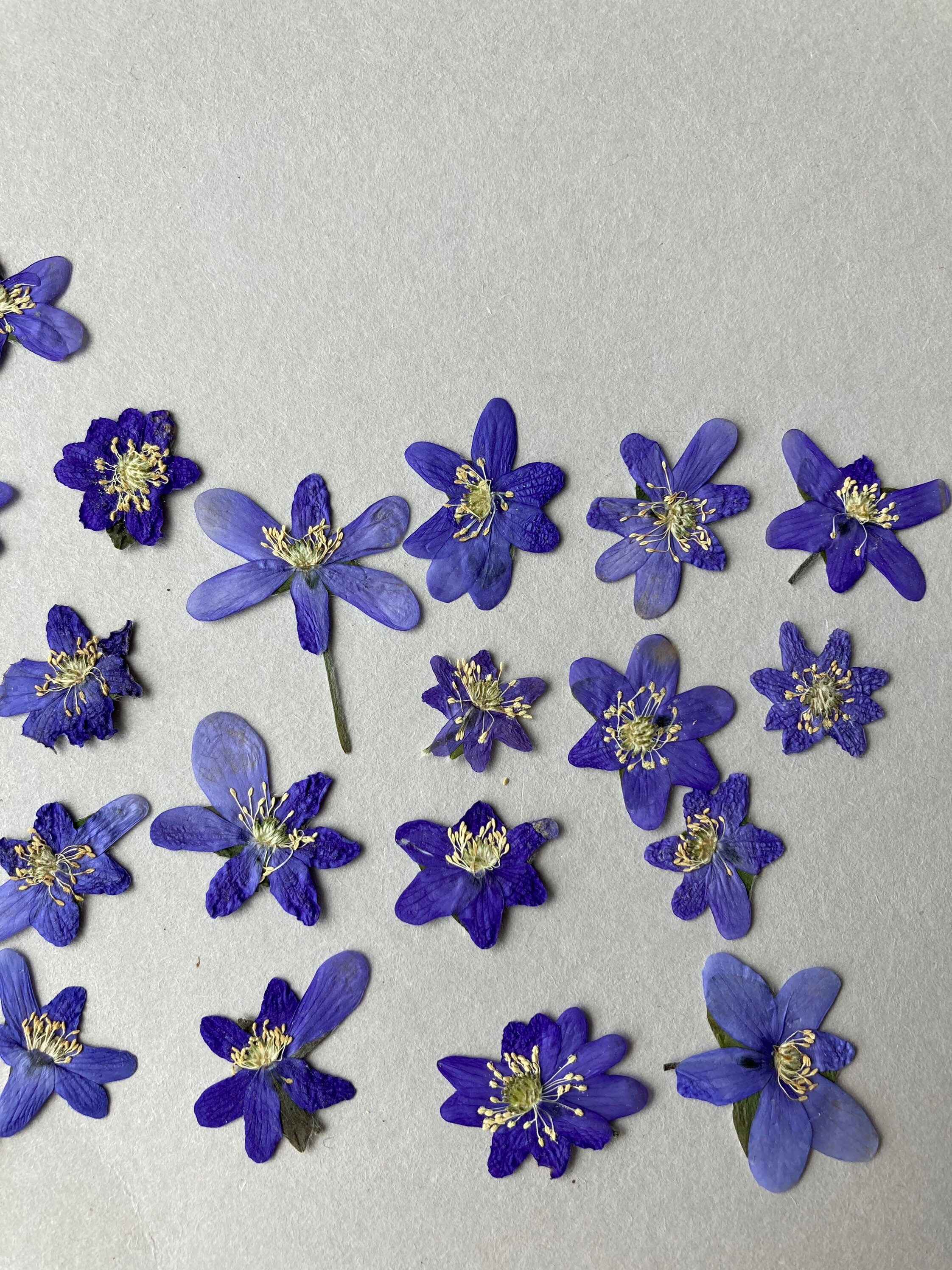 Blue dried flowers 10/20 pcs Blue pressed hepatica Spring blue Etsy
