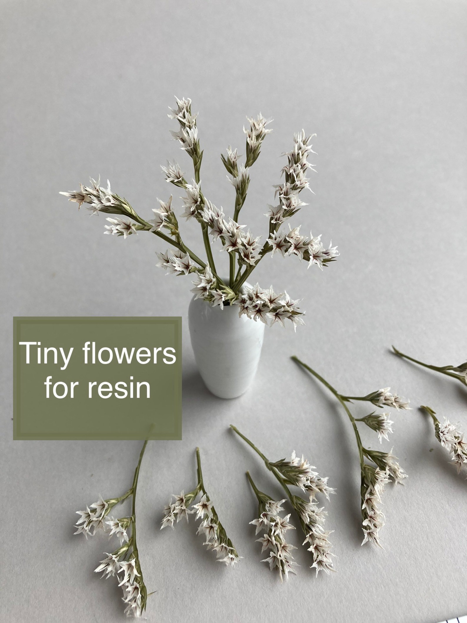 10/20/30 Pcs Tiny Dried White Flowers for Resin Herbs Dried Etsy