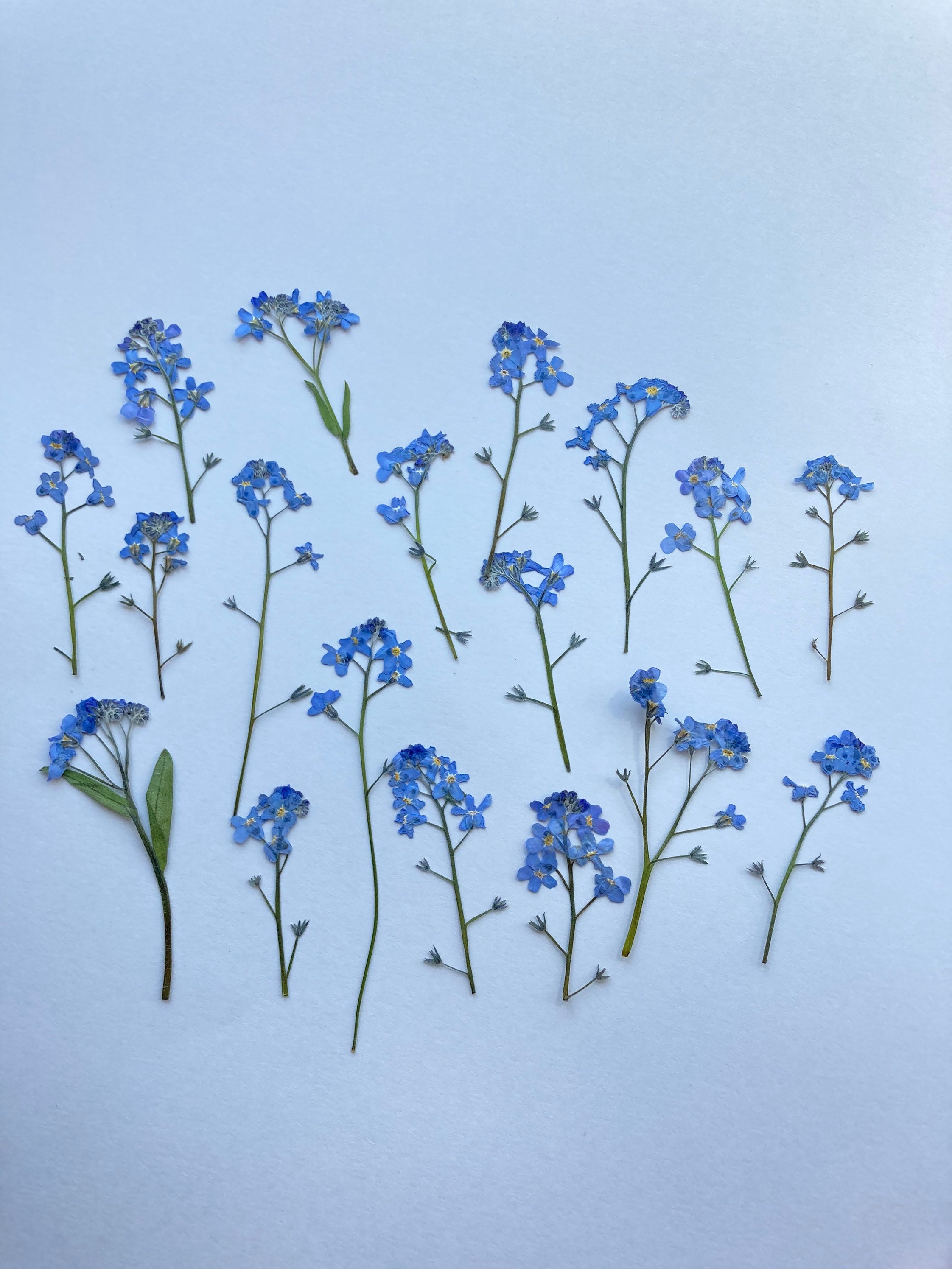 Me Nots Pressed Pressed Blue Flowers Dried Me Etsy Norway