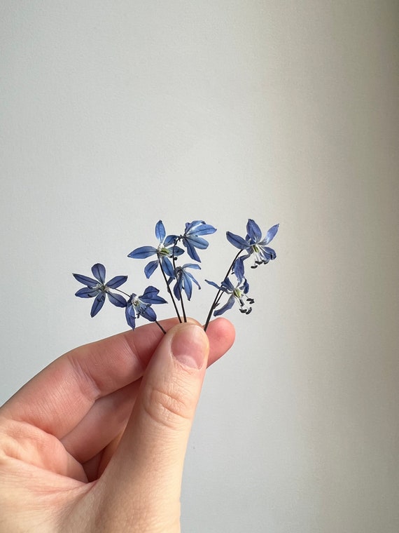 Tiny Flowers for Resin Dried Blue Flowers Dry Moss 