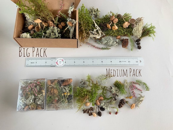 Live Moss Lichen Assortment Mix for Terrarium Kit Bonsai Fairy Garden Crafts
