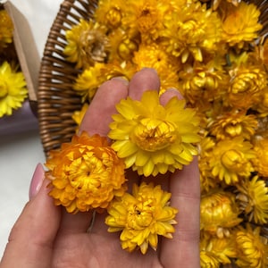 Teste di fiori di paglia essiccati, margherite di carta, elicriso, fiori secchi per resina, decorazioni da tavola, fiori di lardo, fiori secchi artigianali, composizioni floreali