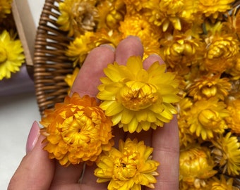 Dried strawflower heads paper daisy helichrysum dried flowers for resin Table decor larde flowers Craft dried flowers Floral arrangament