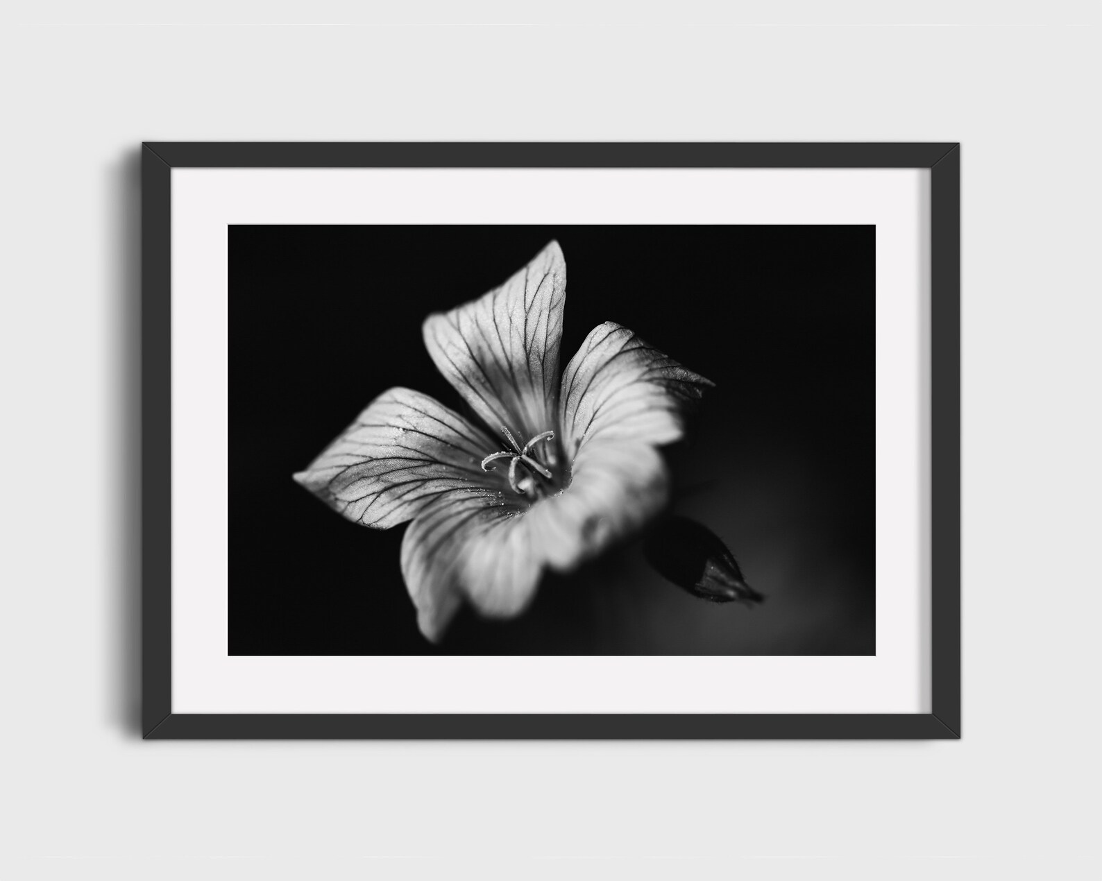 Black and White Flower Print Abstract Flower Photo Floral | Etsy
