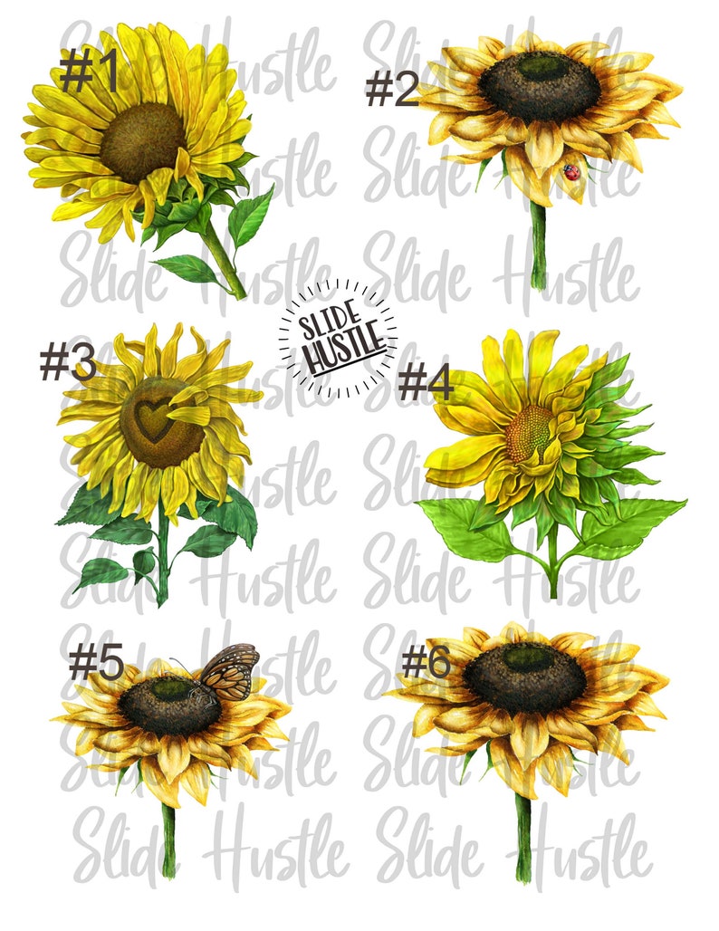 Free Free 228 Sunflower Waterslide Svg Free SVG PNG EPS DXF File