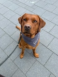 Dog bandana with name - all sizes also for puppies - Personalized / small dogs / large dogs / dog bandana - customizable product logo